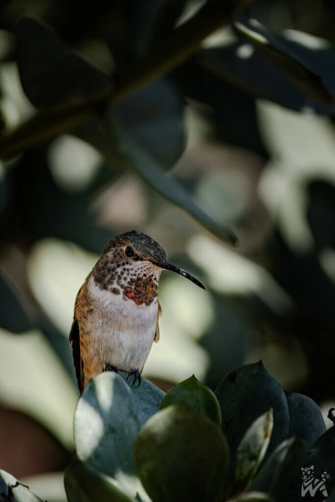 Kalypta růžovohlavá