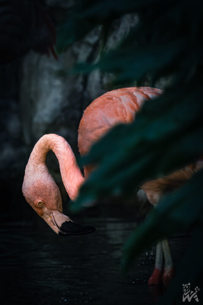 Flamingos