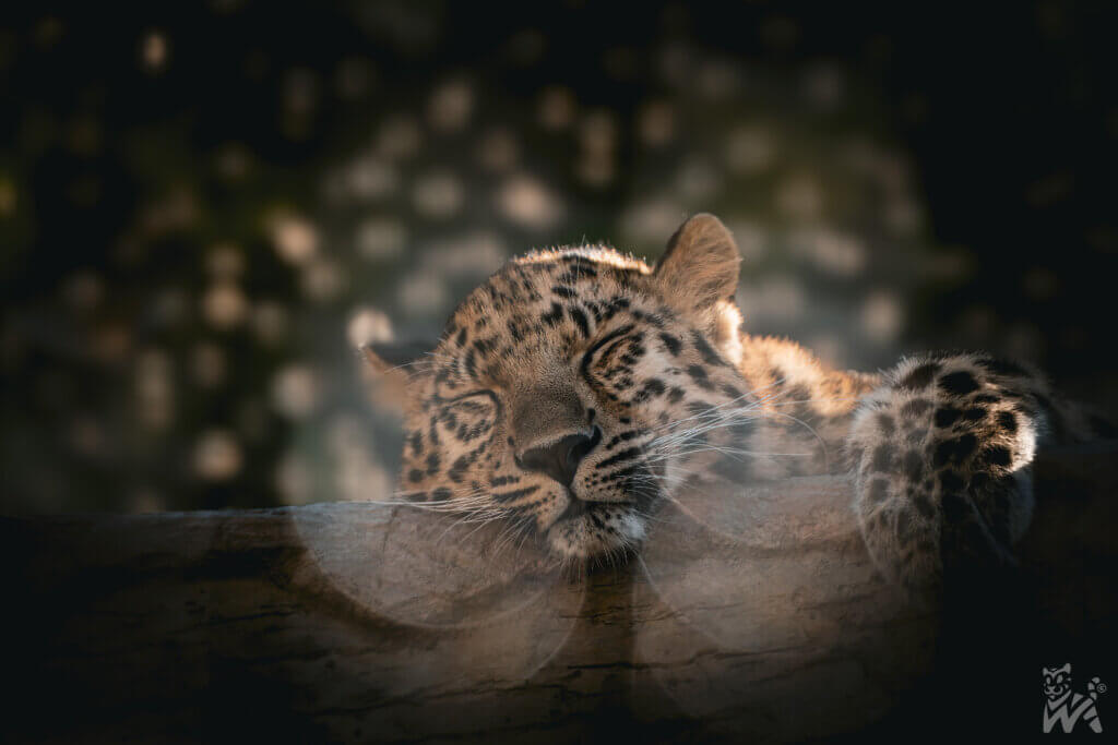 Amur leopard
